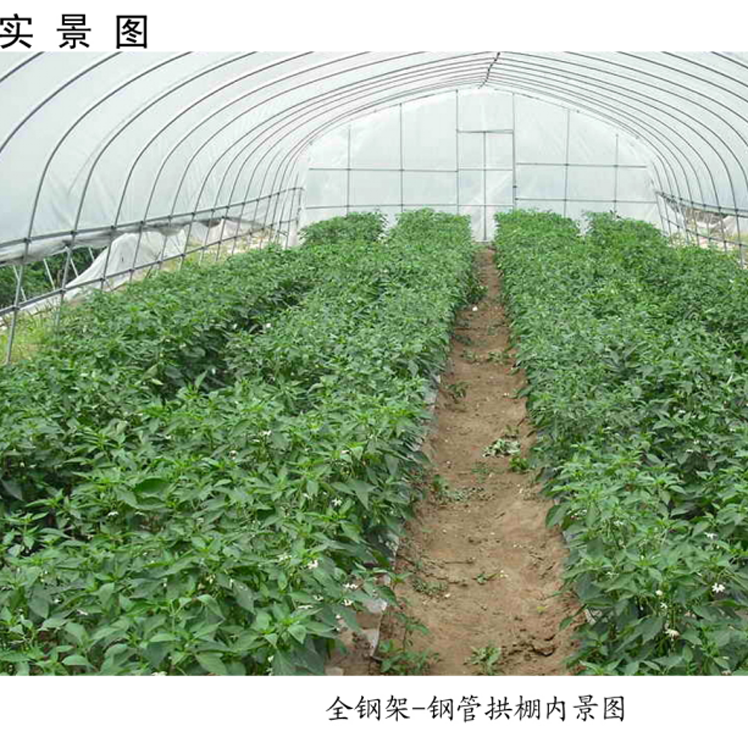 簡(jiǎn)易拱棚高清實(shí)景圖